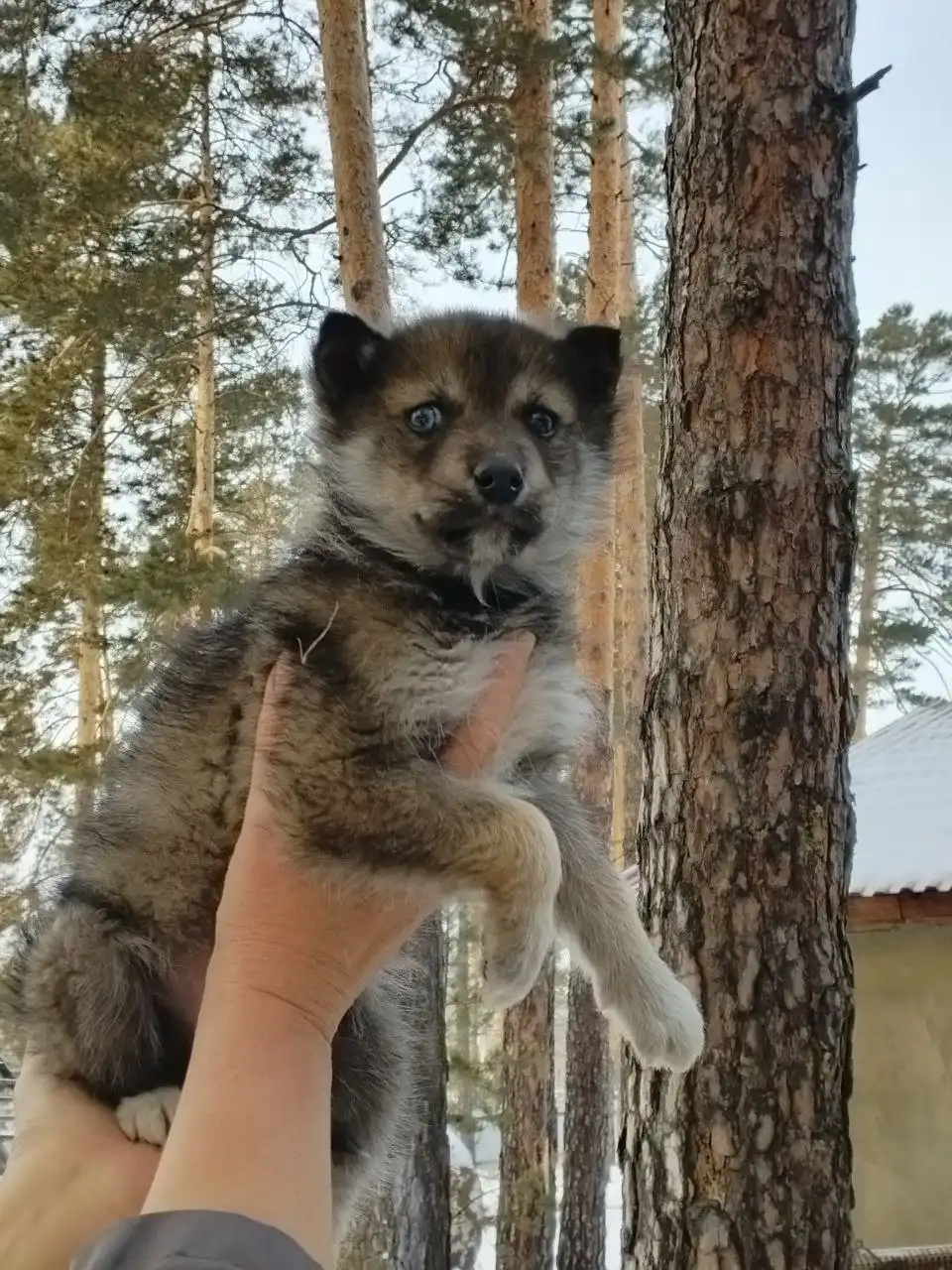 Отдаются щенки Кай и Герда в Чите