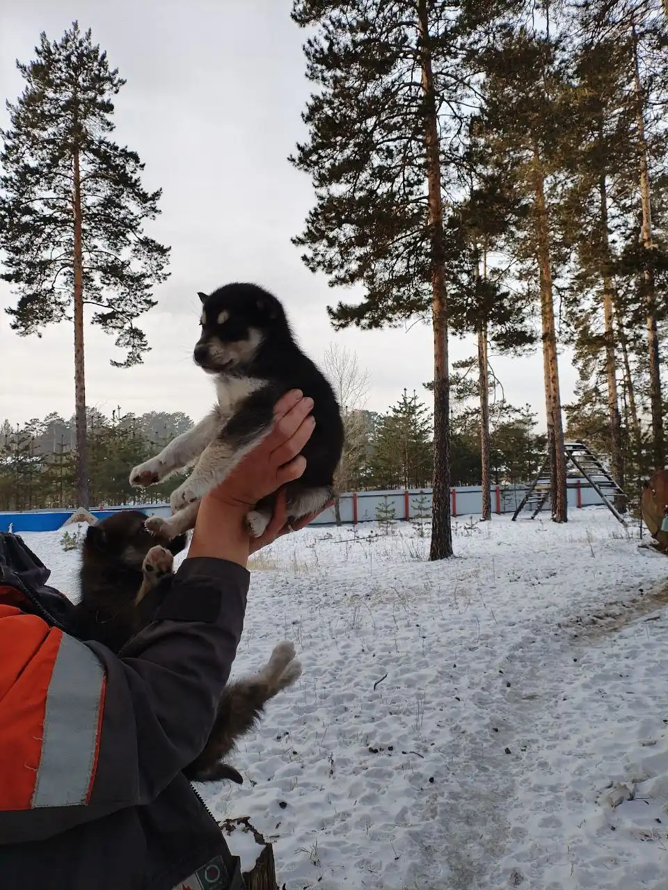 Отдаются щенки Кай и Герда в Чите