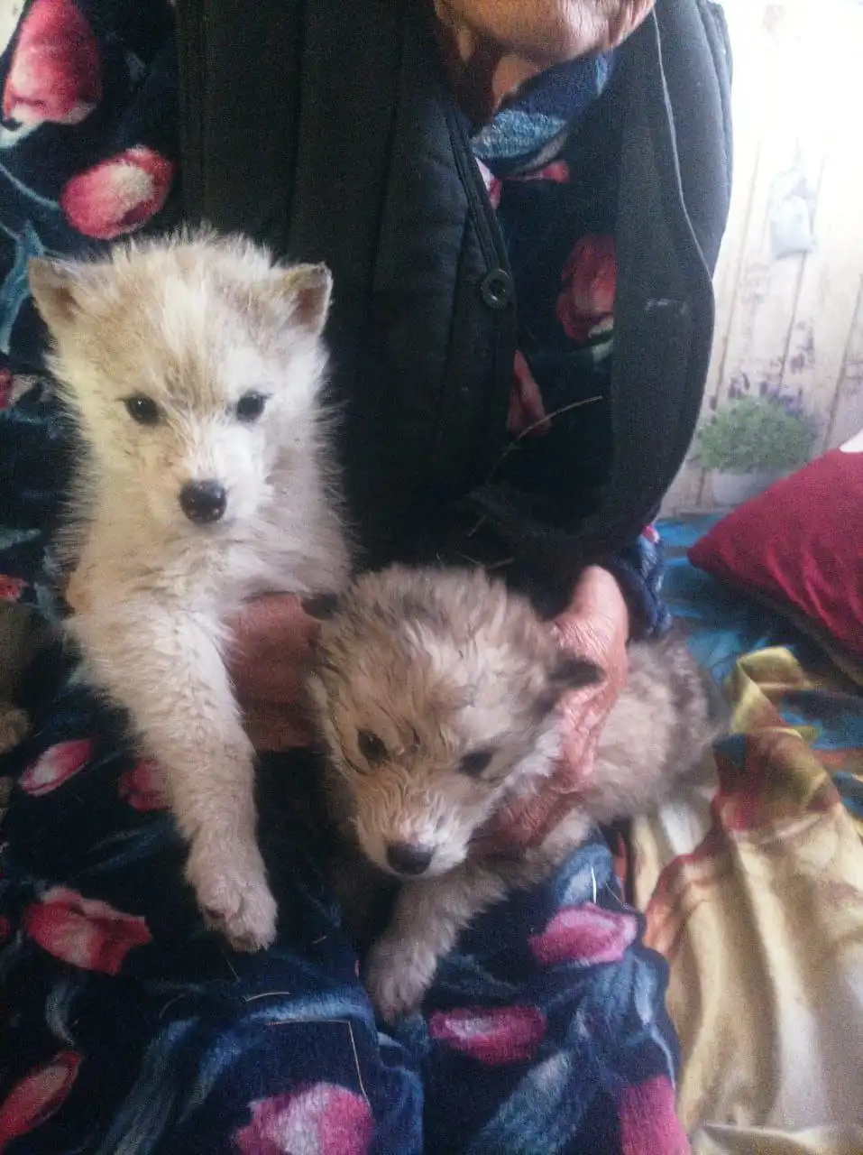 Щенки в добрые руки