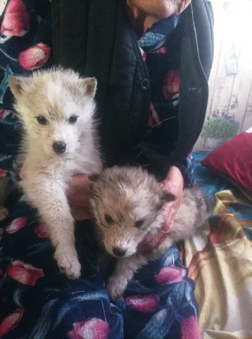 Щенки в добрые руки - Животные в Чита