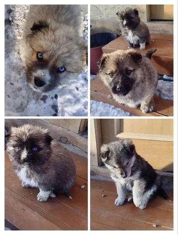 Щенки для переезда - Животные в Чита