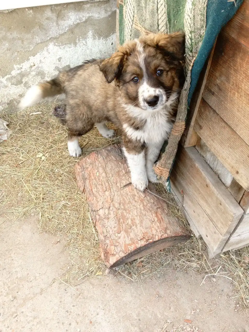 Лада в поисках дома в Чите