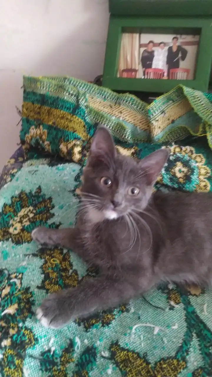 Срочная передержка для молодой кошечки