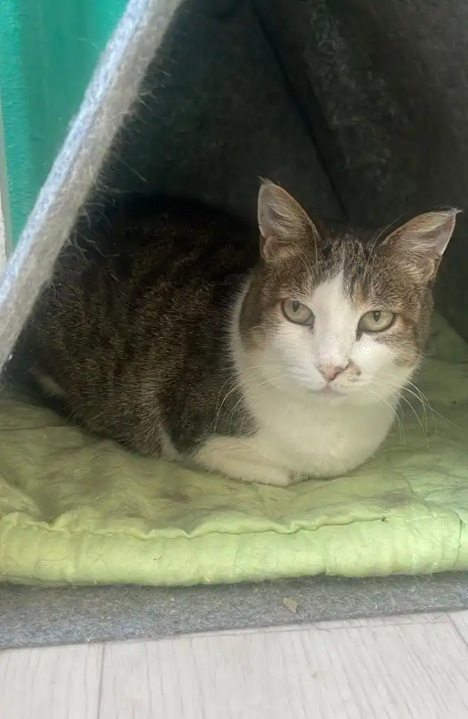 Ищу дом для кошки Муськи