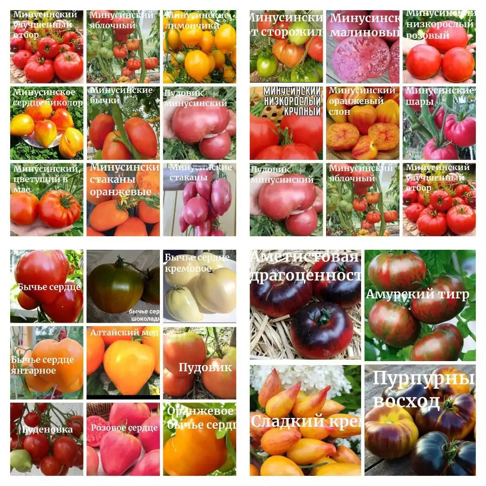 Продам семена томатов