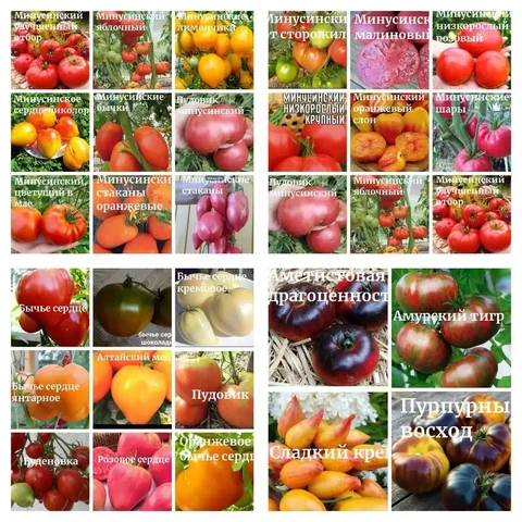 Продам семена томатов - Хобби и отдых в Чита