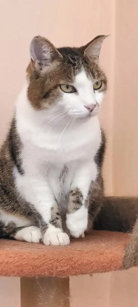 Муська ищет дом - Кошки (Животные) в Неизвестно