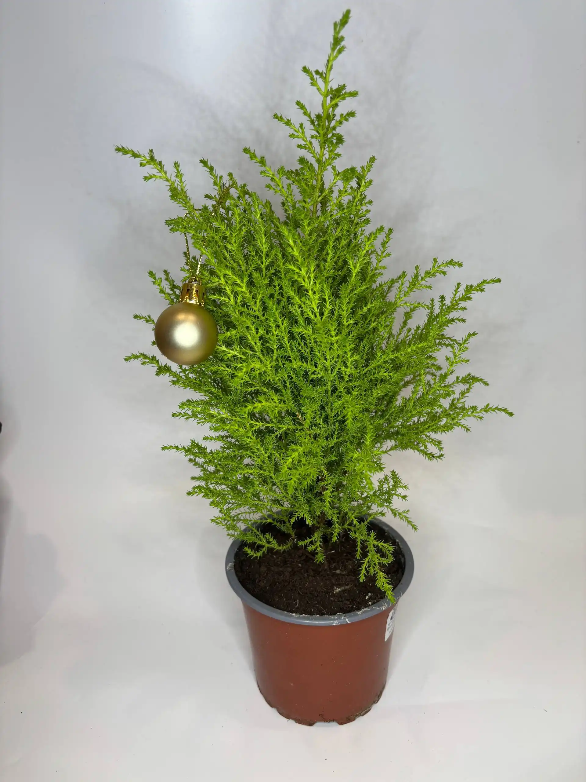 Продажа домашней елочки купрессус