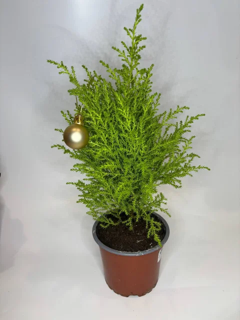 Продажа домашней елочки купрессус - частное объявление в Чита