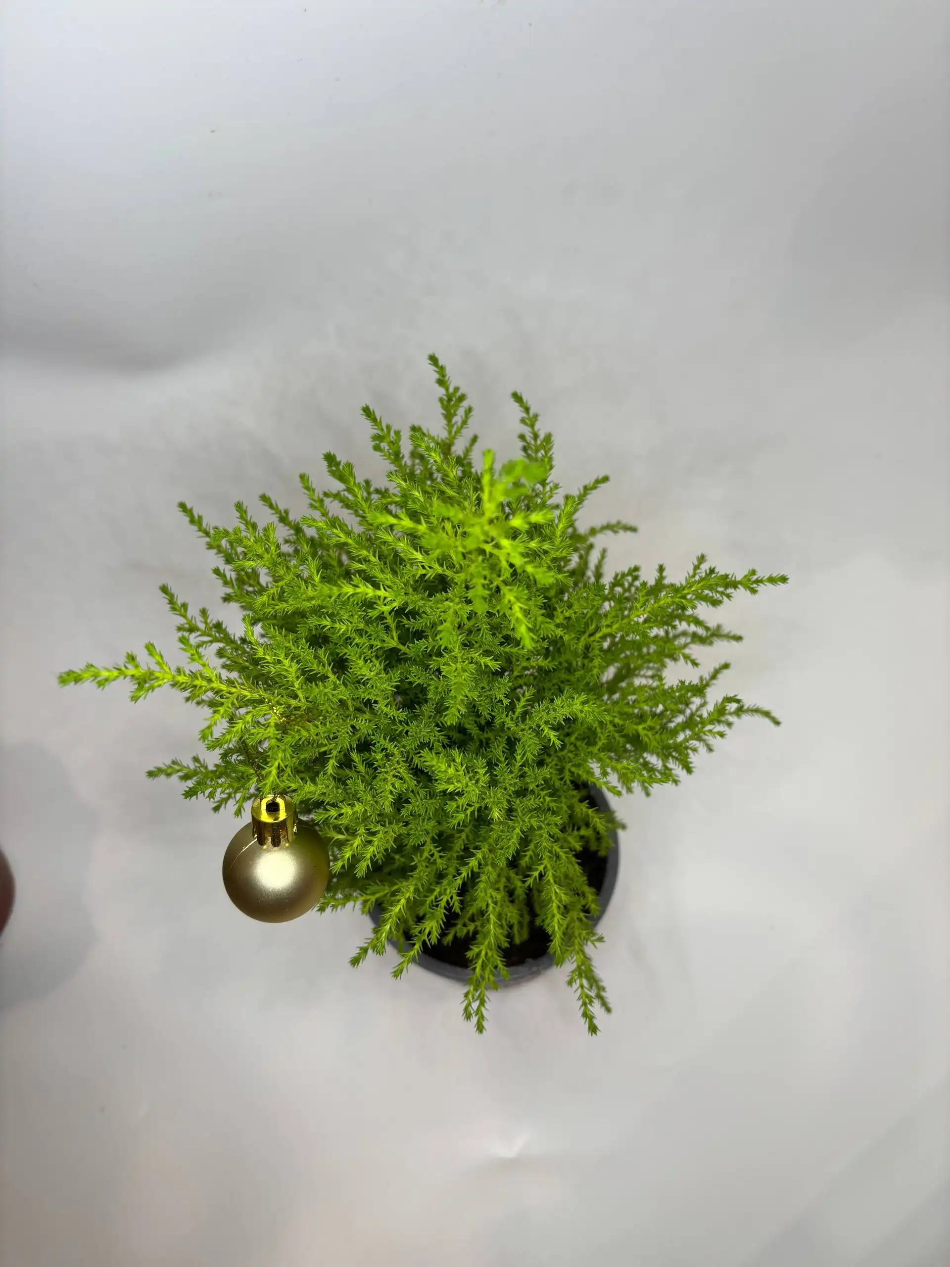 Продажа домашней елочки купрессус