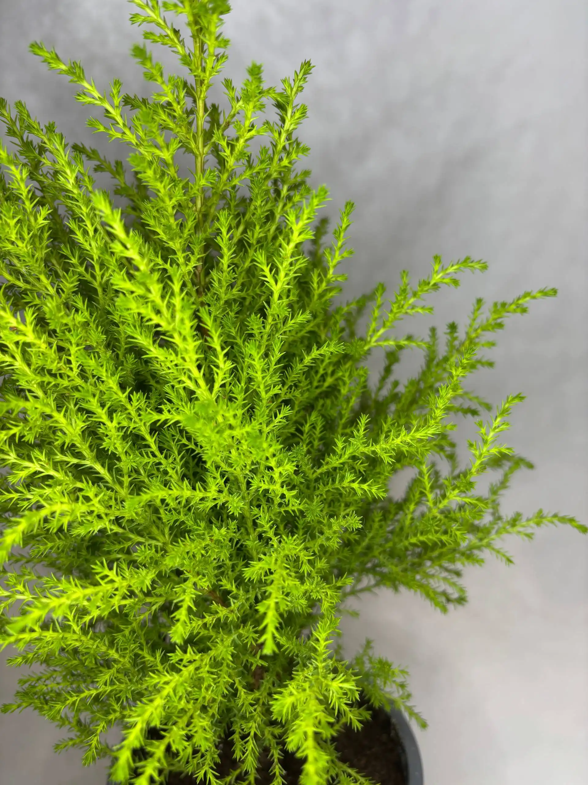 Продажа домашней елочки купрессус