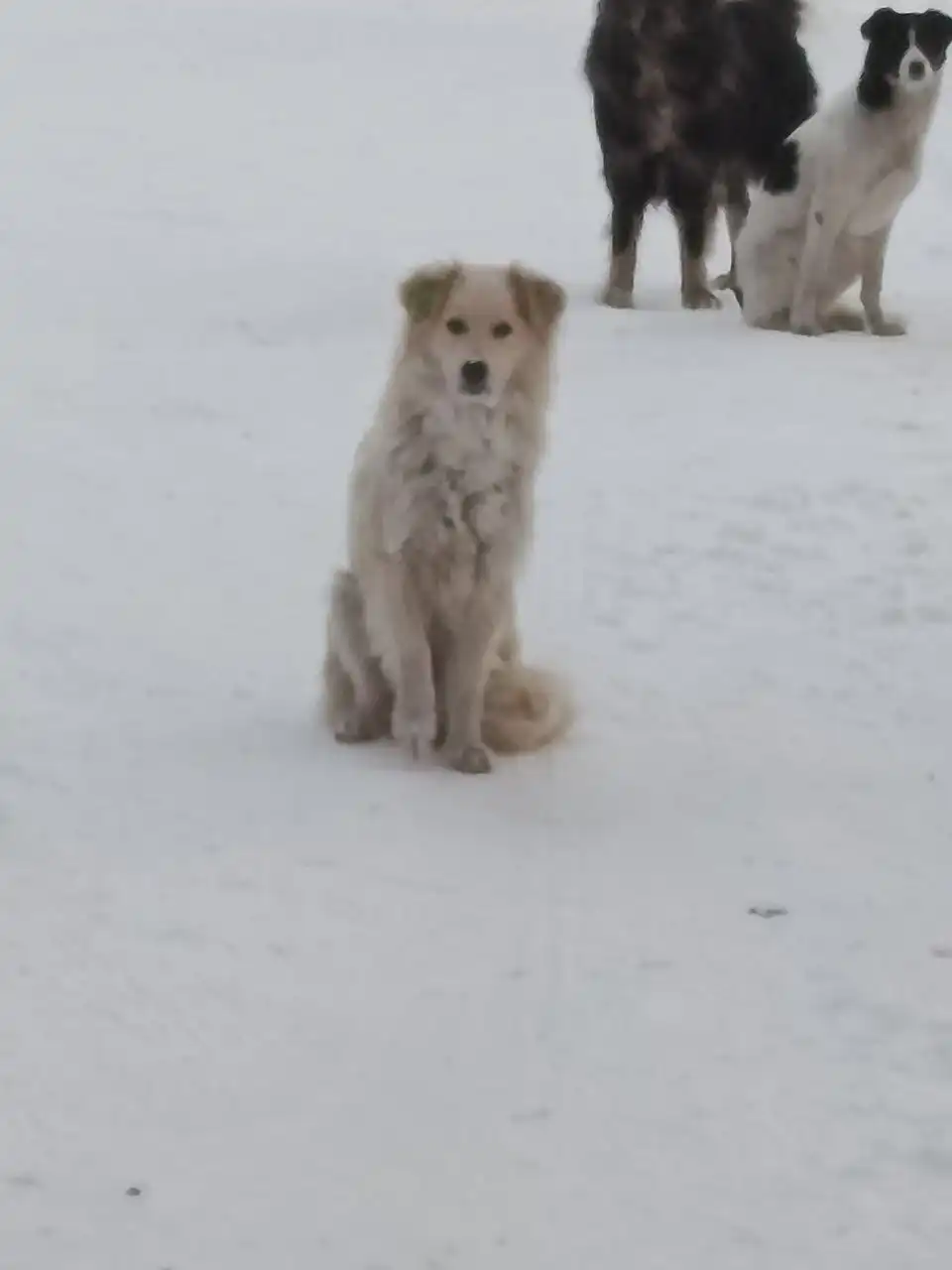 Найдены голодные собаки в Чите