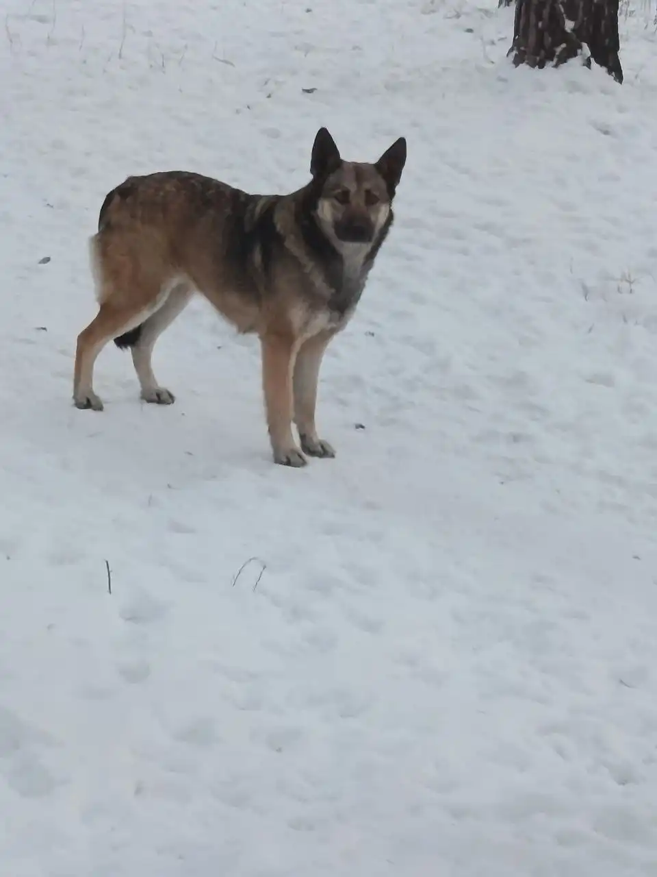 Найдены голодные собаки в Чите