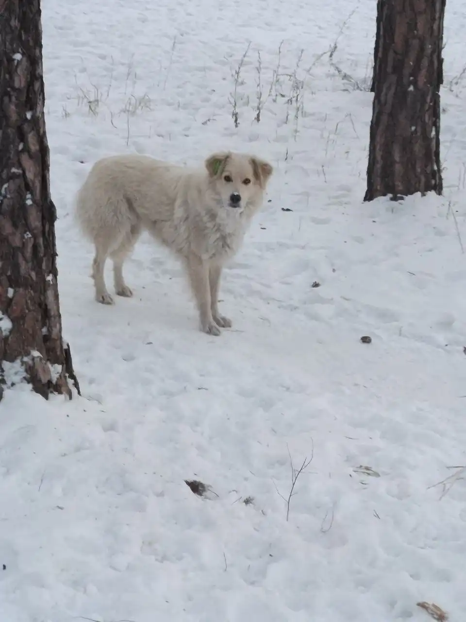 Найдены голодные собаки в Чите