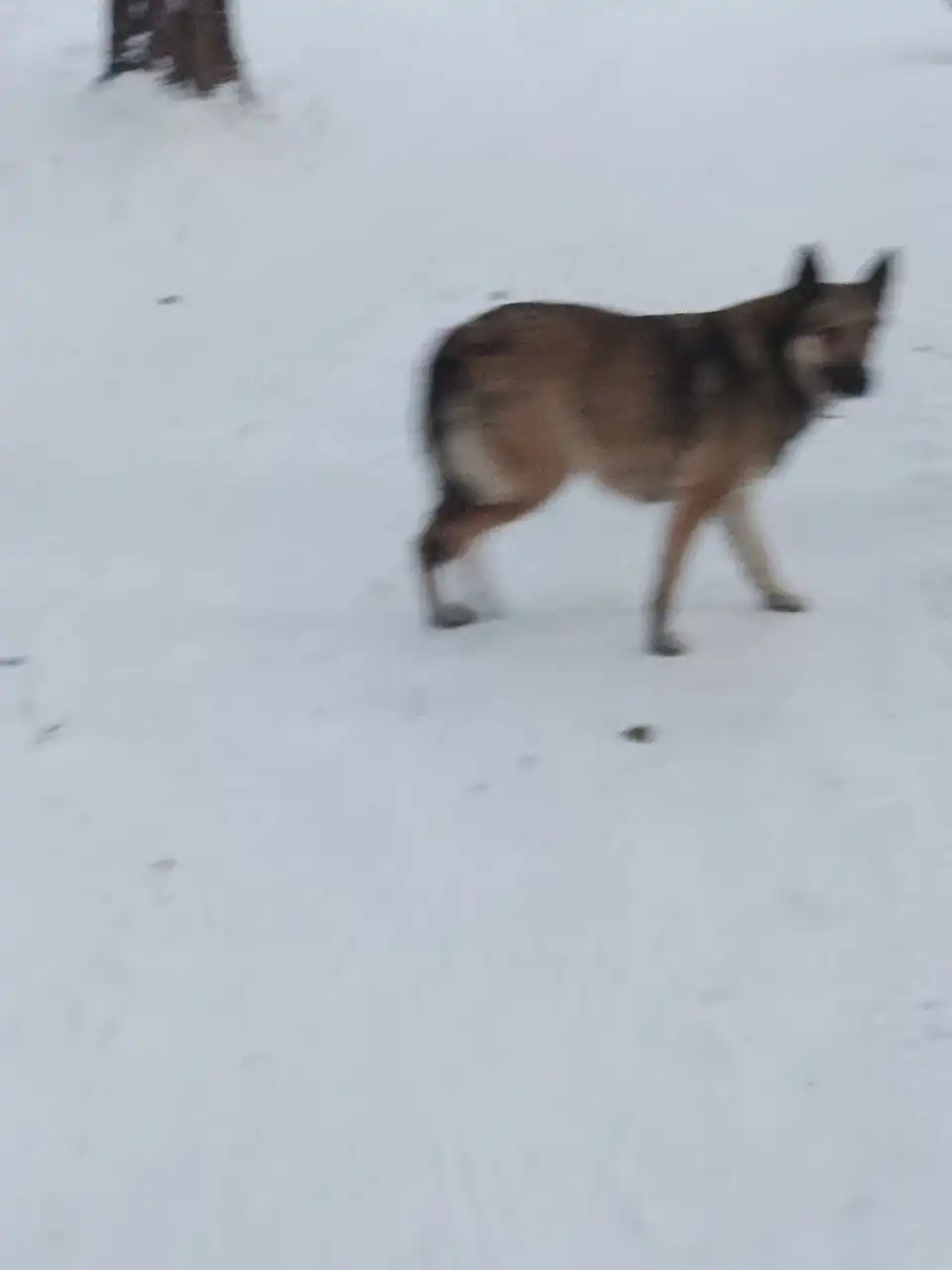 Найдены голодные собаки в Чите