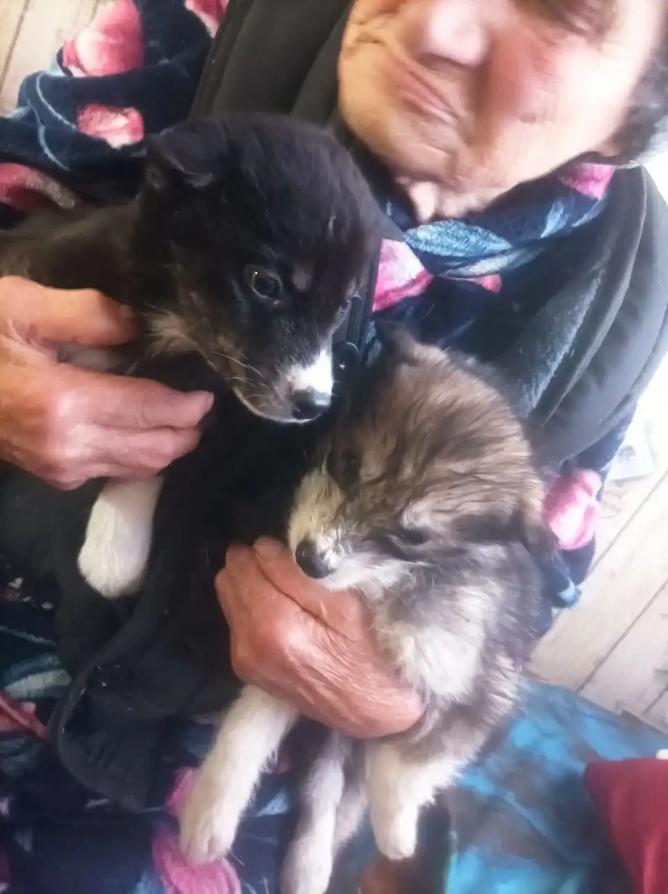 Щенки для добрых рук - Собаки (Животные) в Чита