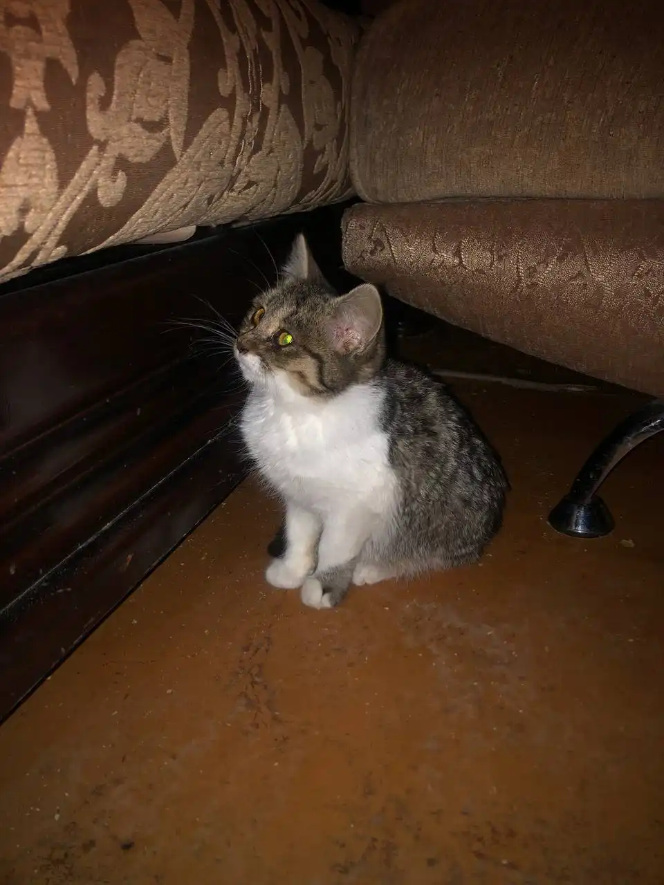 Котята ласковые игривые в поисках дома - Кошки и котята (Животные) в Чита