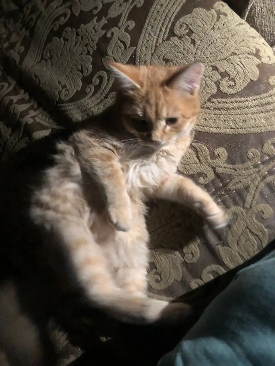 Котята ласковые игривые в поисках дома - Кошки и котята (Животные) в Чита