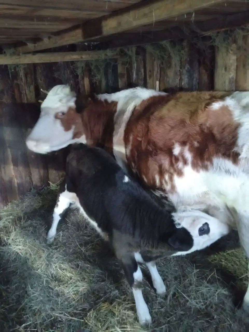 Продам дойную корову с подсосным телёнком - Сельскохозяйственные животные (Животные) в Чита
