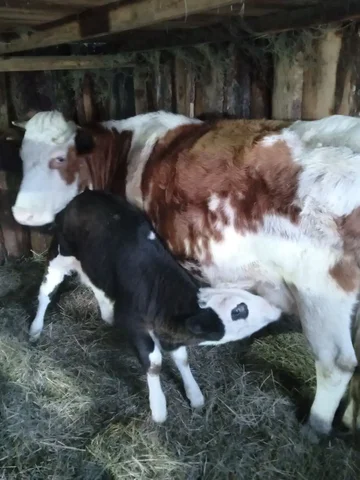 Продам дойную корову с телёнком - Сельскохозяйственные животные в Чита