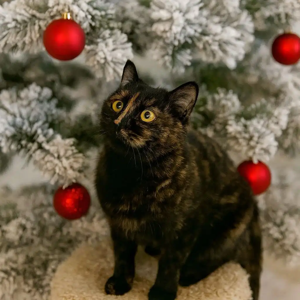 Кошка Гренка для частного дома