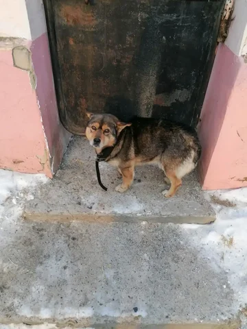 Найдена маленькая собачка в центре города - частное объявление в Чита