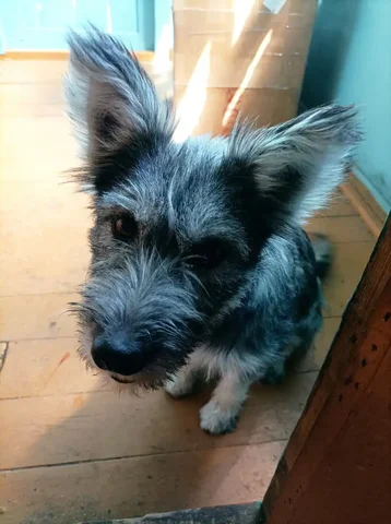 Девочка Белка, собака, привита, обучена командам - Животные в Чита