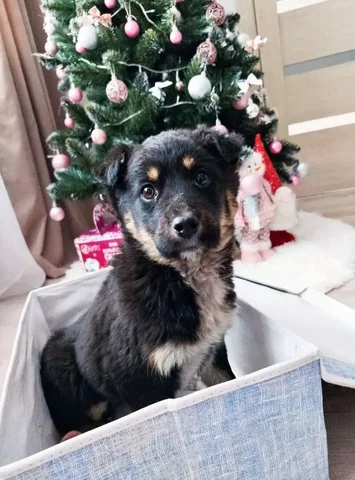 Щенок ищет дом - Животные в Чита