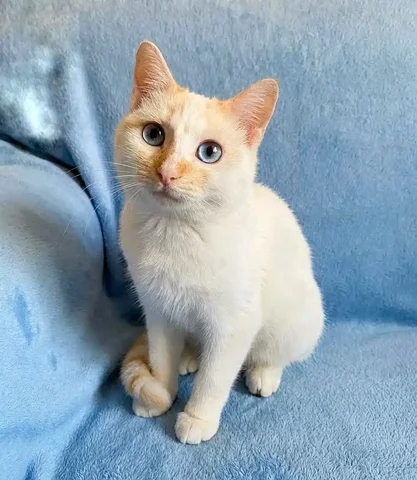 Кошка Милка ищет дом - Кошки в Чита