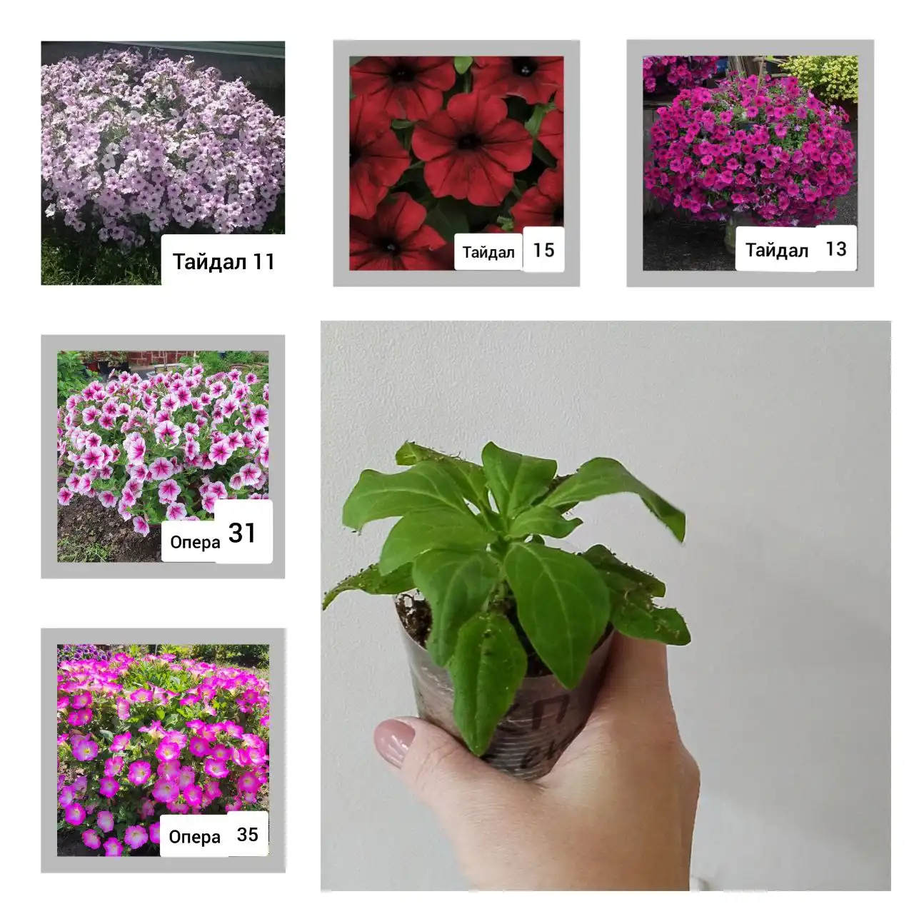 Продажа черенков-маточников ампельных петуний - Садоводство (Хобби и отдых) в Чита