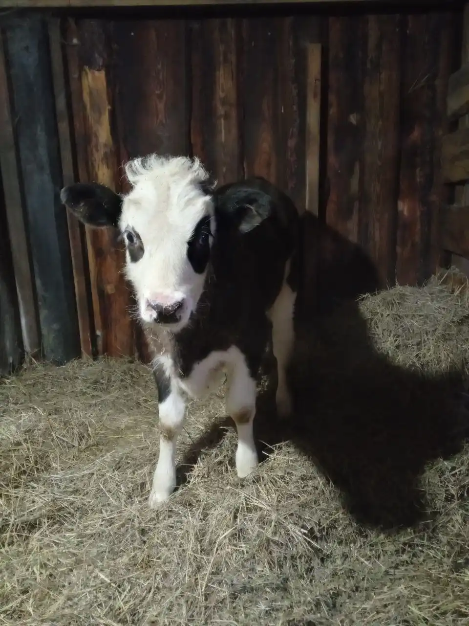 Продам дойную корову с телёнком (бычком) в Чите - Крупный рогатый скот (Животные) в Чита