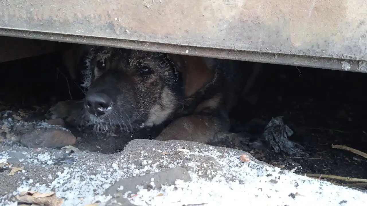 Потерялся щенок по кличке Дарлинг - Потерянные/найденные (Животные) в Чита