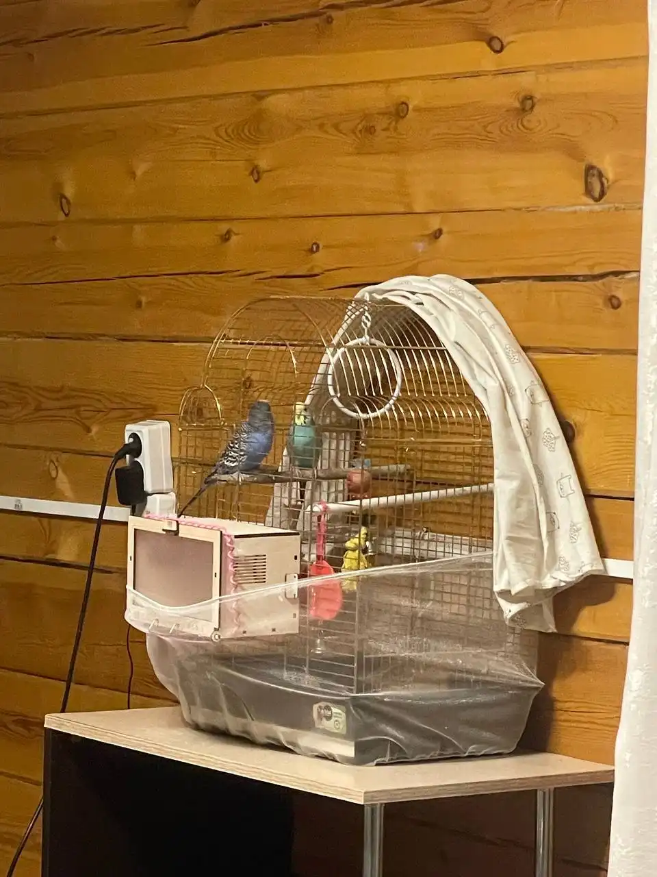 Продам попугаев с клеткой - Птицы (Животные) в Чита