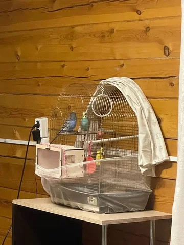 Продам попугаев с клеткой - частное объявление в Чита