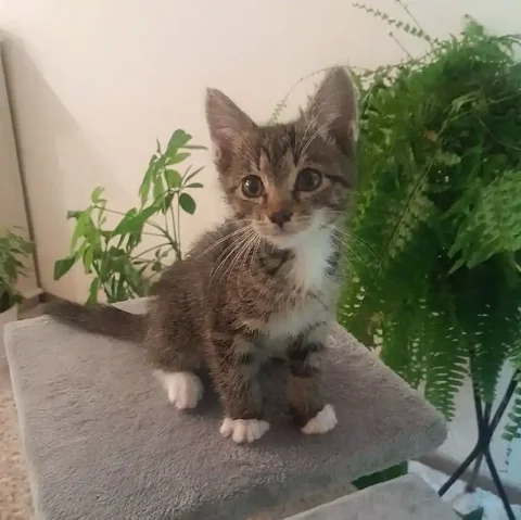 Ищем дом для котенка - Птицы в Чита