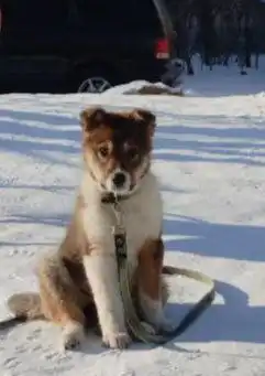 Отдам в хорошие руки девочку - Кошки (Животные) в Чита