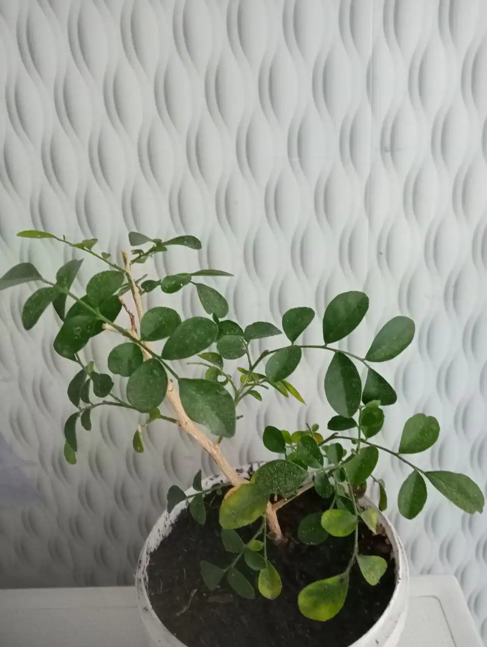 Мурайя - Барахолка в Чита