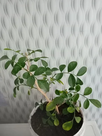 Мурайя - Парфюмерия в Чита