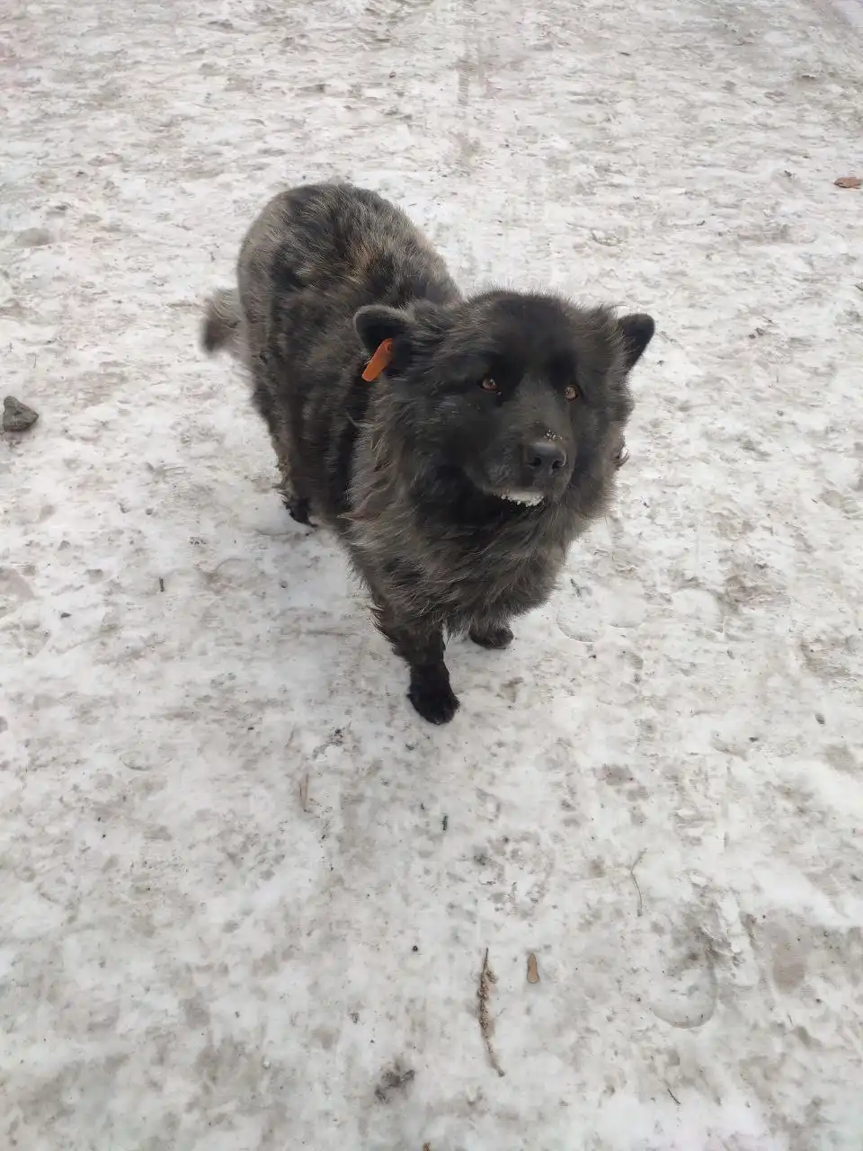 Поиск собаки помесь чао чао в районе Кск, Грэс - Собаки (Животные) в Чита
