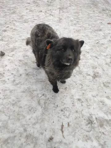 Поиск собаки помесь чао чао в районе Кск, Грэс - Животные в Чита
