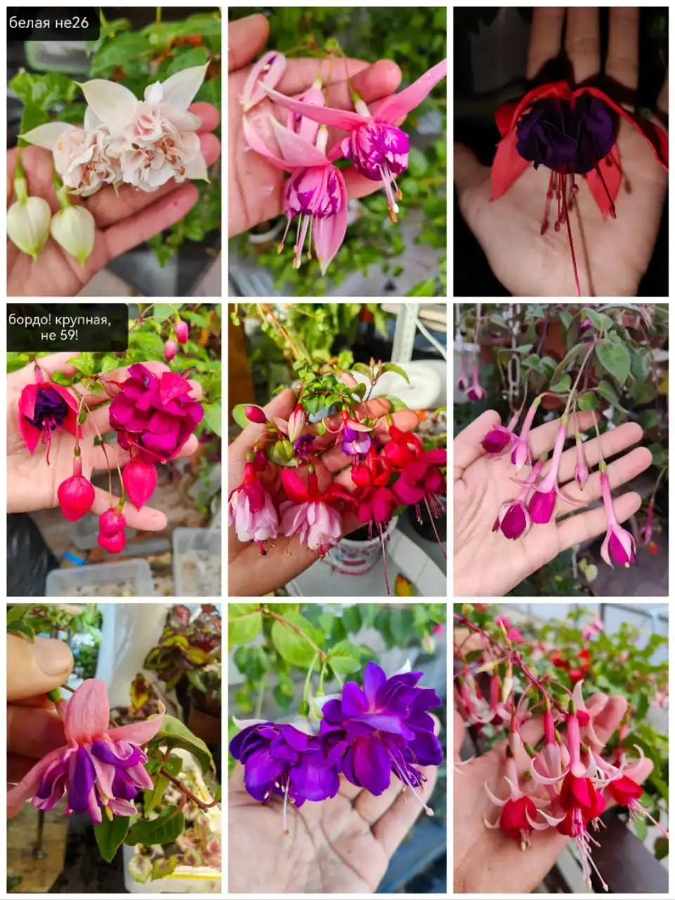 Продажа фуксий - Растения (Хобби и отдых) в Чита