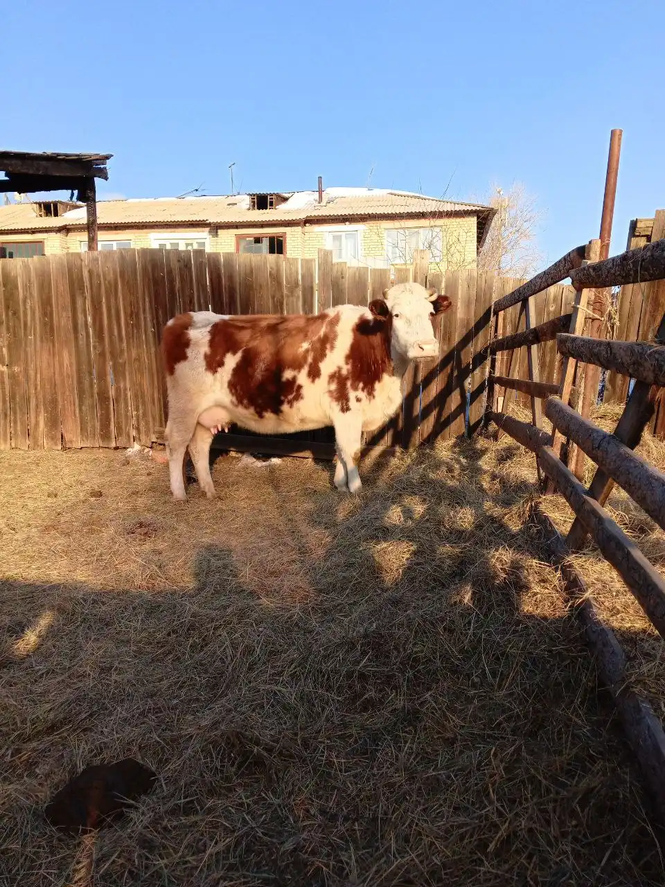 Продам дойную корову с телёнком - Крупный рогатый скот (Животные) в Чита