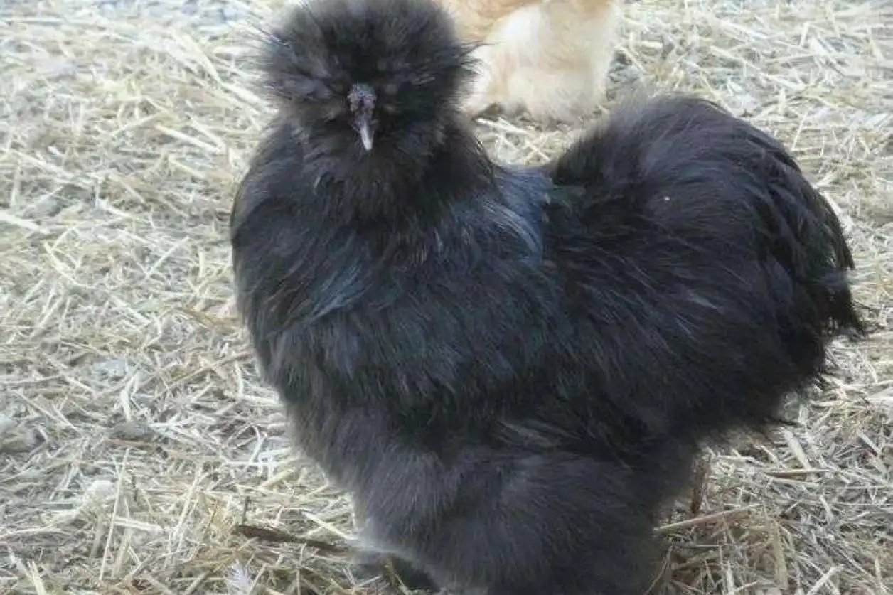 Продам инкубационное яйцо Китайской шёлковой (силки карлики) - Птицеводство (Животные) в Чита