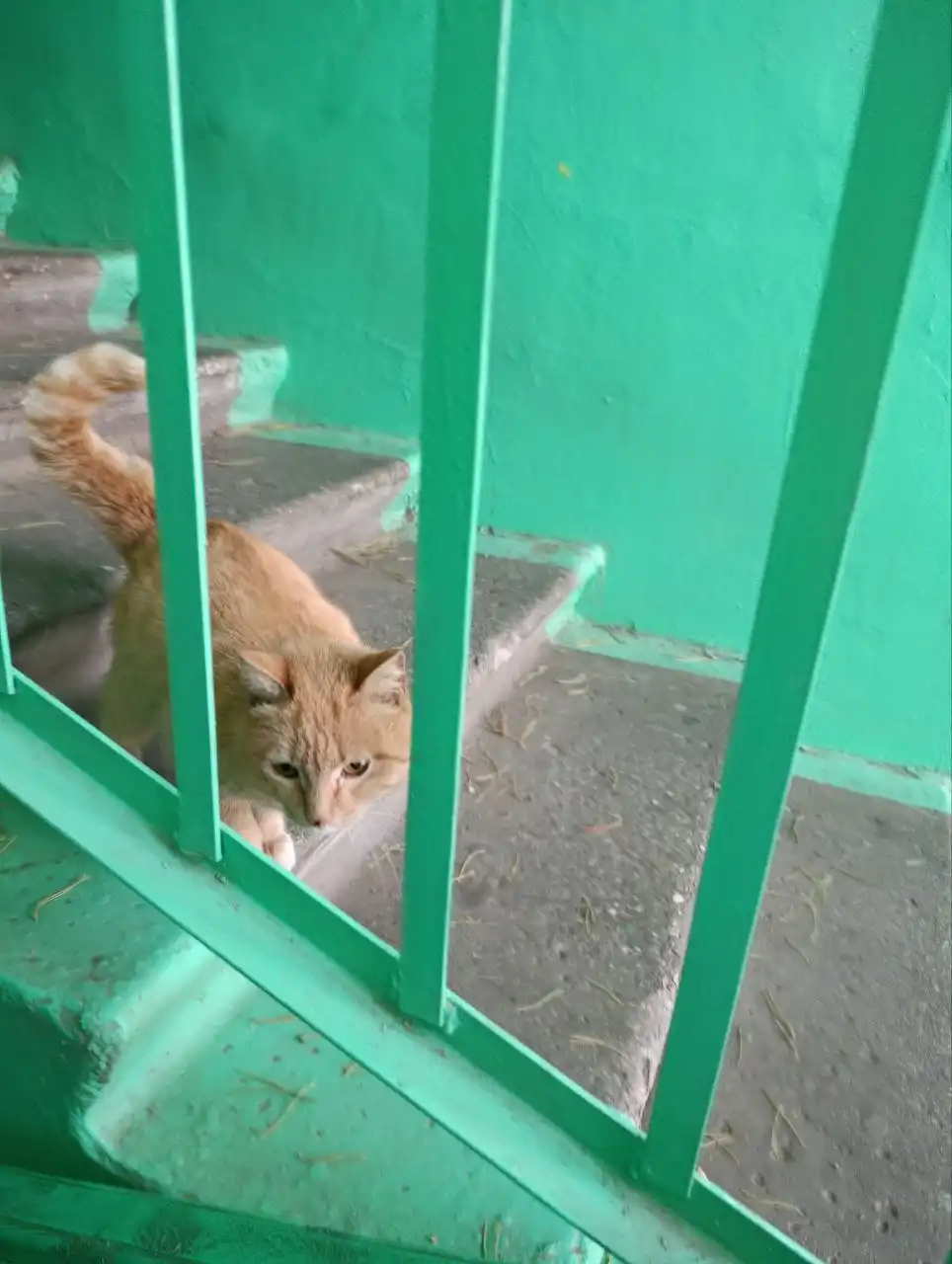 Ищут дом для кошечки - Кошки (Животные) в Чита