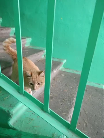 Ищут дом для кошечки - Животные в Чита