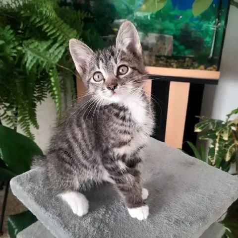 Ищем дом для котенка мальчика 2 месяца - Животные в Чита