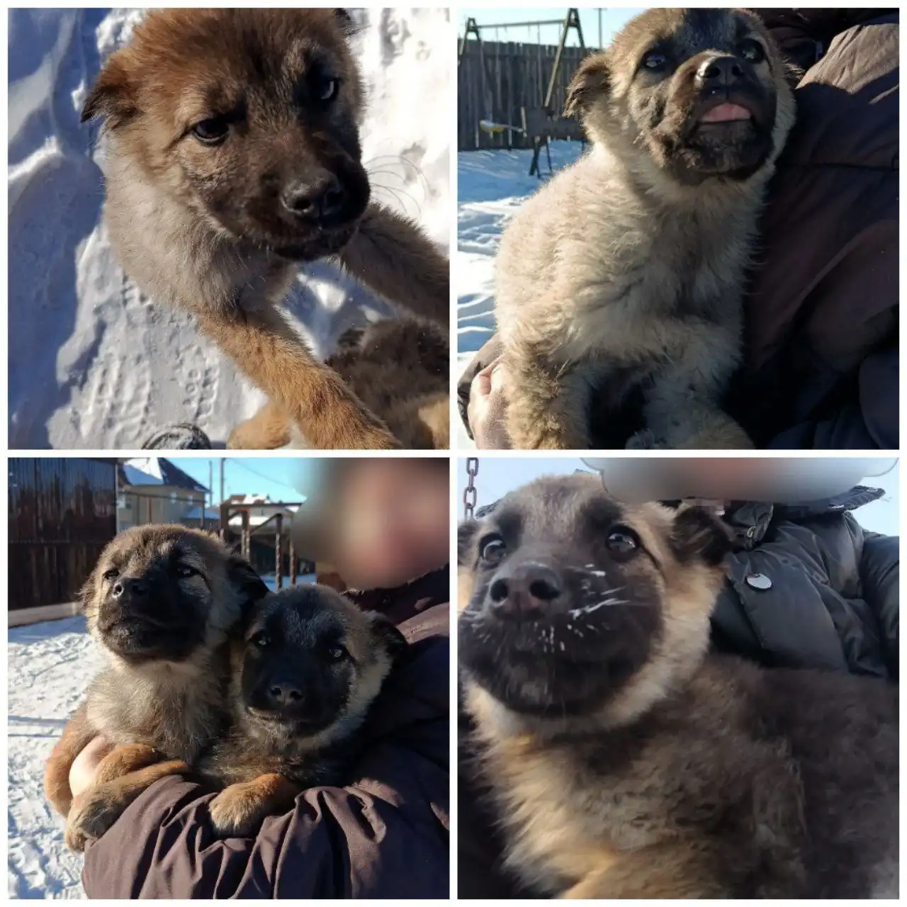 Щенки ищут дом - Собаки (Животные) в Чита