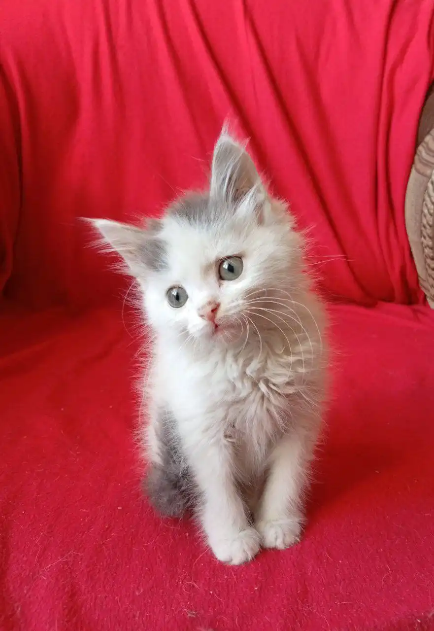 Отдам в добрые руки котенка - Кошки (Животные) в Чита