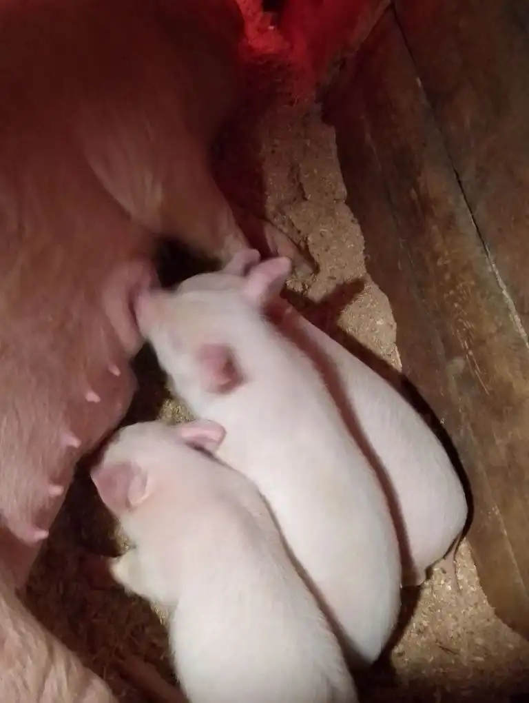 Продажа поросят ландрас и дюрок - Сельскохозяйственные животные (Животные) в Чита