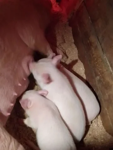 Продажа поросят ландрас и дюрок - Животные в Чита